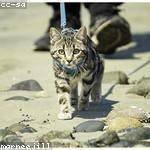 Asha Wolff Profile Picture