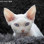 Jaeden Cronin Profile Picture