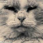 Amiya Pfeffer Profile Picture