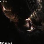 Sheldon Schmitt Profile Picture