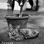 Melisa Leannon Profile Picture