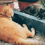 Hassan Franecki Profile Picture