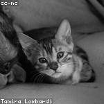 Queen Pouros Profile Picture