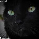 Uriah Nitzsche Profile Picture