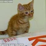 Kris Schoen Profile Picture