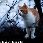 Germaine Mayer Profile Picture