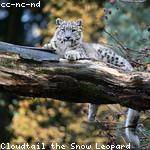 Louvenia Ratke Profile Picture