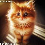 Esteban Waelchi Profile Picture