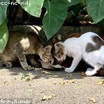 Terrence Deckow Profile Picture