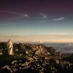 Baby Wolf Profile Picture