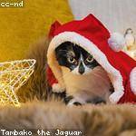 Keenan Haley Profile Picture