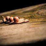 Hobart Grady Profile Picture