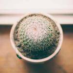 Alvera Lockman Profile Picture