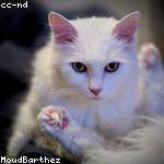 Jackeline Brekke Profile Picture