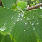 Earnestine Jast Profile Picture