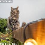 Abner Homenick Profile Picture