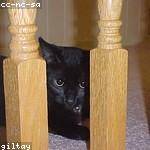 Rigoberto Reilly Profile Picture