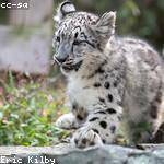 Scottie McKenzie Profile Picture