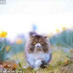 Dessie Wiegand Profile Picture