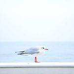 Geo Schneider Profile Picture