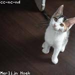 Evan Toy Profile Picture