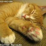 Lexus Ferry Profile Picture