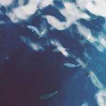 Hertha Kuphal Profile Picture