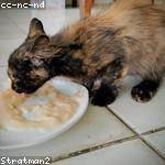 Armando Kassulke Profile Picture