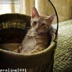 Vida Koss Profile Picture