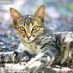 Sylvan Turcotte Profile Picture