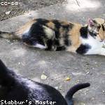 Lauryn Gutmann Profile Picture