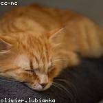 Jerald Rohan Profile Picture