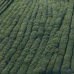 Frederic Kling Profile Picture