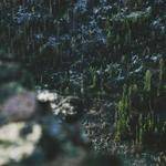 Ervin Nienow Profile Picture